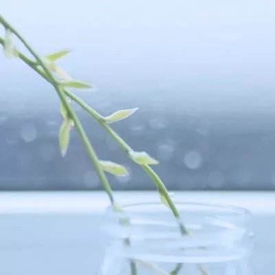 中餐厅华为版下载